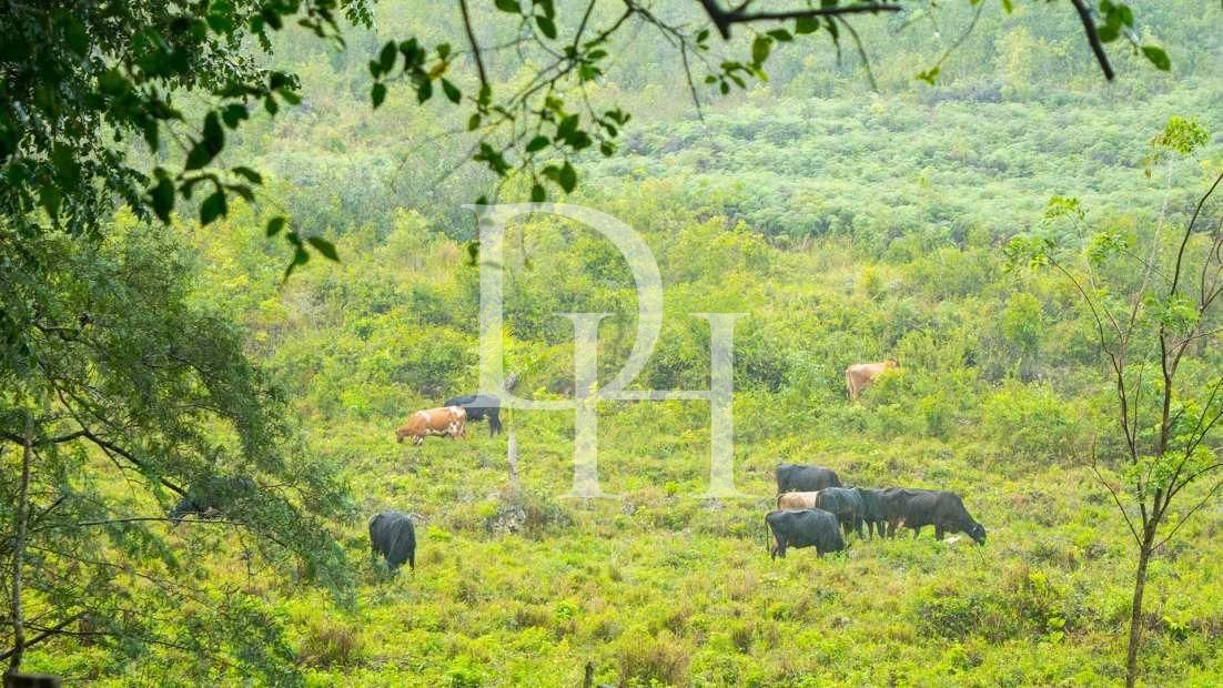 Участок в Сосуа, Доминиканская республика, 45 000м2 - стоимость 1&nbsp;000&nbsp;000$ - Ref: 79563 фото 1