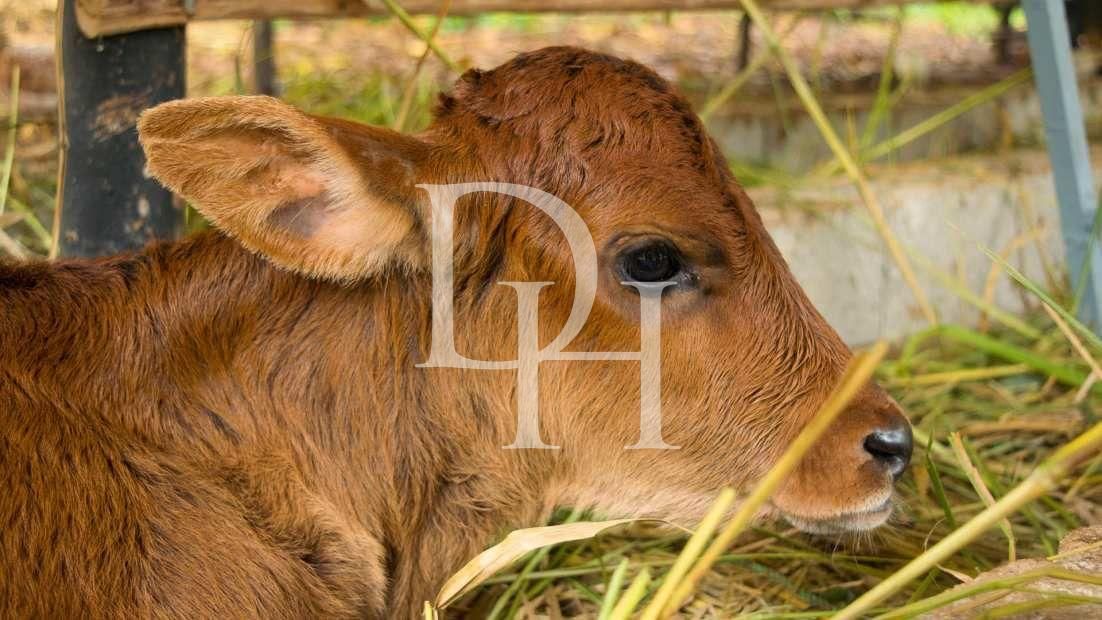 Участок в Сосуа, Доминиканская республика, 45 000м2 - стоимость 1&nbsp;000&nbsp;000$ - Ref: 79563 фото 3