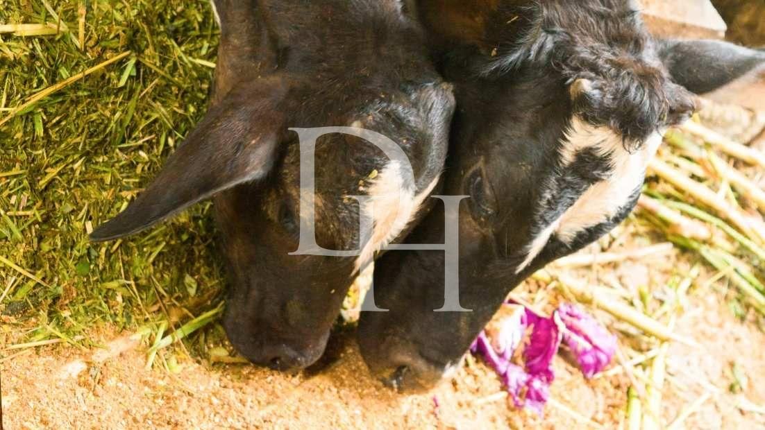 Участок в Сосуа, Доминиканская республика, 45 000м2 - стоимость 1&nbsp;000&nbsp;000$ - Ref: 79563 фото 4