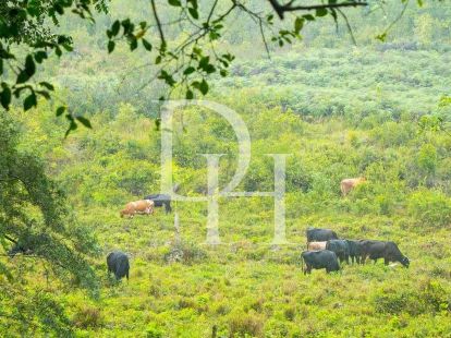 Участок в Сосуа, Доминиканская республика, 45 000м2 - стоимость 1&nbsp;000&nbsp;000$ - Ref: 79563 фото 1