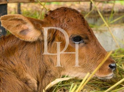 Участок в Сосуа, Доминиканская республика, 45 000м2 - стоимость 1&nbsp;000&nbsp;000$ - Ref: 79563 фото 3