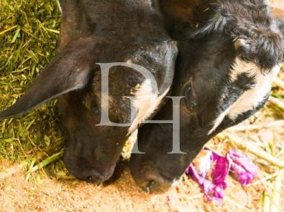 Участок в Сосуа, Доминиканская республика, 45 000м2 - стоимость 1&nbsp;000&nbsp;000$ - Ref: 79563 фото 4