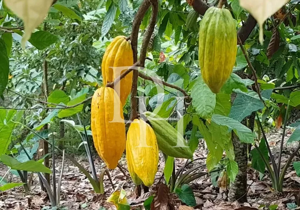 Участок в Пуэрто-Плата, Доминиканская республика, 3 200 000м2 - Ref: 79654 фото 3