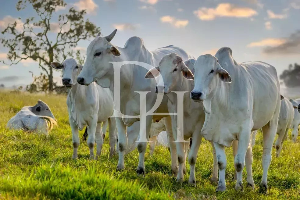 Участок в Пуэрто-Плата, Доминиканская республика, 3 200 000м2 - Ref: 79654 фото 4