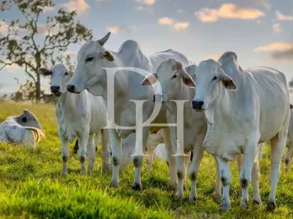 Участок в Пуэрто-Плата, Доминиканская республика, 3 200 000м2 - Ref: 79654 фото 4