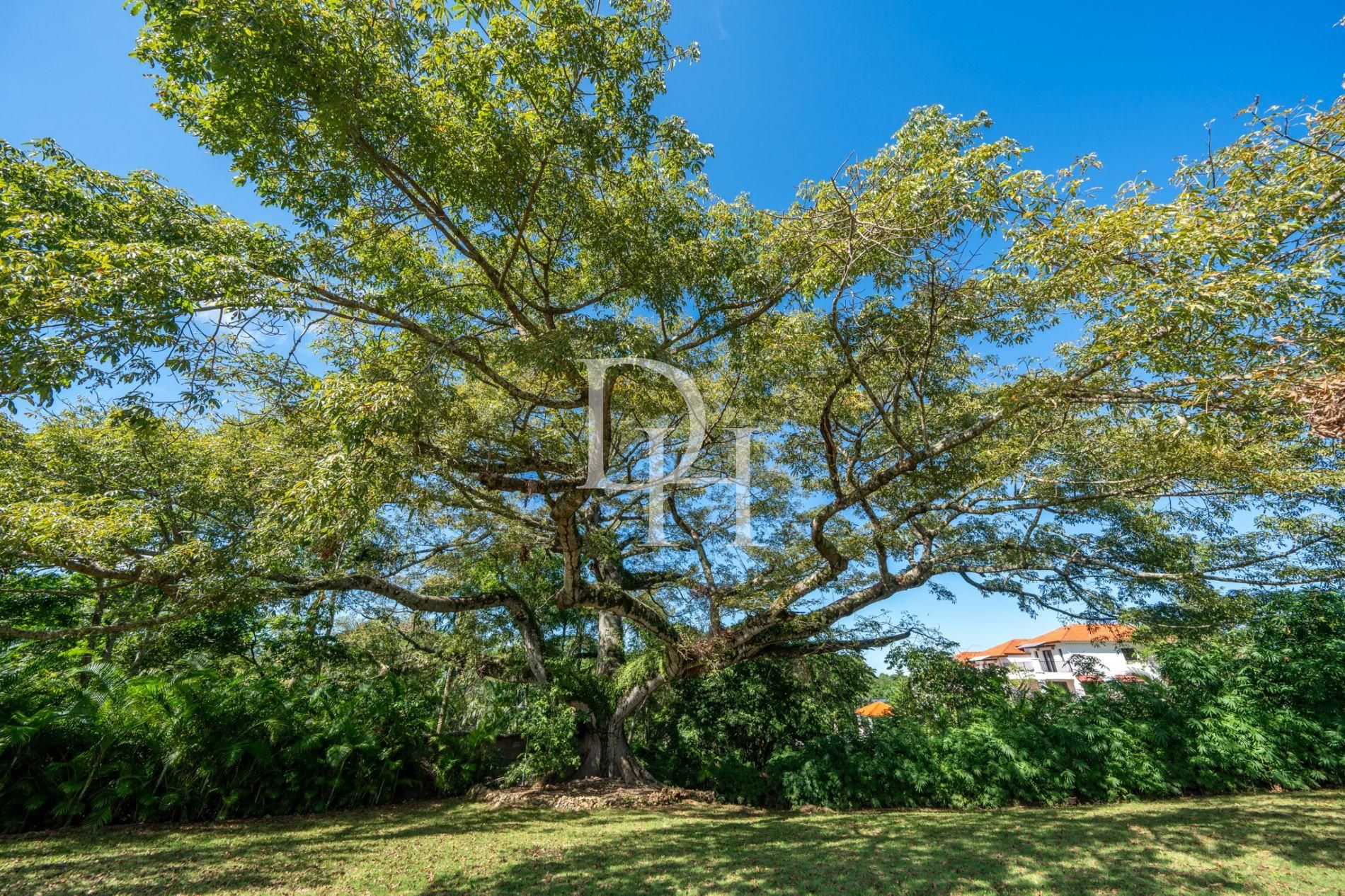 Участок в Сосуа, Доминиканская республика, 1 000м2 - стоимость 65&nbsp;000$ - Ref: 79811 фото 1