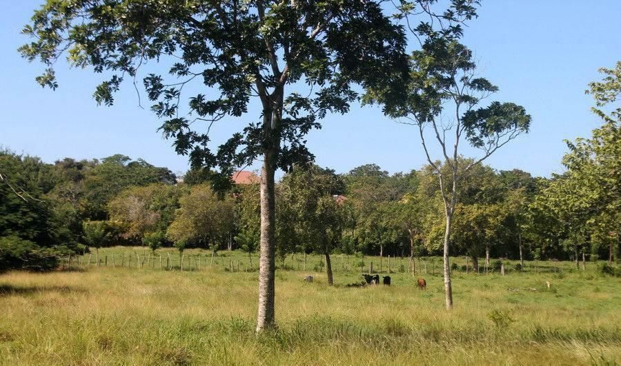 Участок в Сосуа, Доминиканская республика, 8 900м2 - стоимость 169&nbsp;000$ - Ref: 80266 фото 2