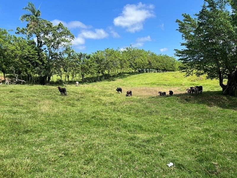 Участок в Кабрера, Доминиканская республика, 83 000м2 - стоимость 373&nbsp;600$ - Ref: 80408 фото 5