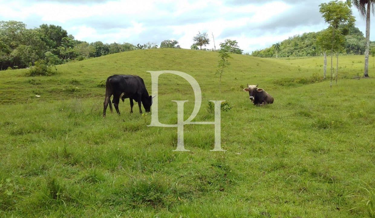 Участок в Кабарете, Доминиканская республика, 536 924м2 - стоимость 467 000$ - Ref: 44645 фото 2