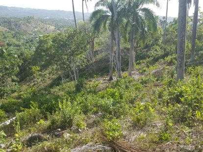 Участок в Сосуа, Доминиканская республика, 4 000м2 - стоимость 26 000$ - Ref: 40834 фото 3