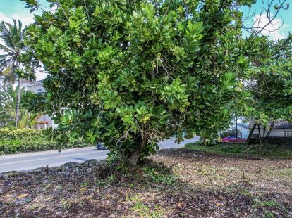 Участок в Кабарете, Доминиканская республика, 1 655м2 - стоимость 359 000$ - Ref: 41973 фото 4