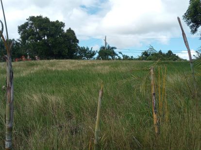 Участок в Сосуа, Доминиканская республика, 9 000м2 - стоимость 315 000$ - Ref: 42641 фото 3