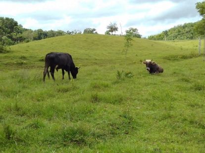 Участок в Кабарете, Доминиканская республика, 536 924м2 - стоимость 467 000$ - Ref: 44645 фото 2