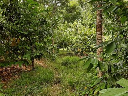 Участок в Кабарете, Доминиканская республика, 536 924м2 - стоимость 467 000$ - Ref: 44645 фото 6