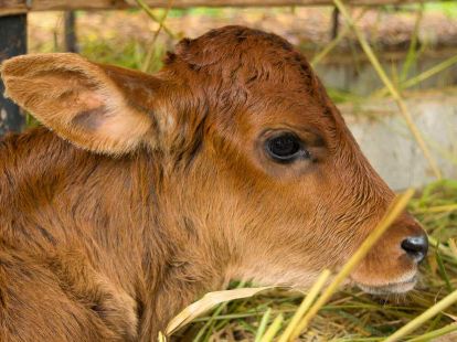 Land in Sosua, Dominican Republic, 45 000m2 - for 1&nbsp;000&nbsp;000$ - Ref: 45787 photo 3