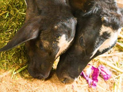 Land in Sosua, Dominican Republic, 45 000m2 - for 1&nbsp;000&nbsp;000$ - Ref: 45787 photo 4